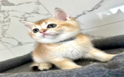 British Shorthair cats for sale: Last 2 adorable boys looking for a loving family  - Image 12