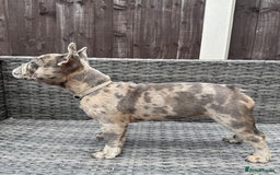 French Bulldog dogs for sale: French Bulldog Puppies with 3 Vaccines Included in Walton-on-Thames - Image 32
