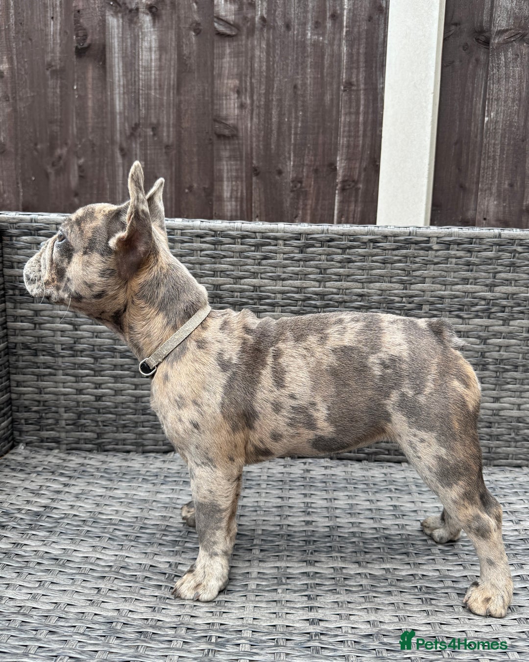 French Bulldog dogs for sale: French Bulldog Puppies with 3 Vaccines Included in Walton-on-Thames - Image 32