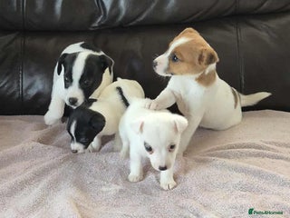 Jack Russell dogs jack russell pups - Advert 14