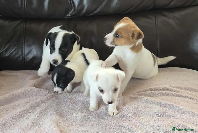 Jack Russell dogs jack russell pups - Advert 11