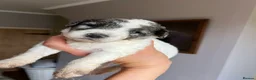 Bordoodle dogs for sale: F1b Bordoodle extensive genetic test clear - Advert 20