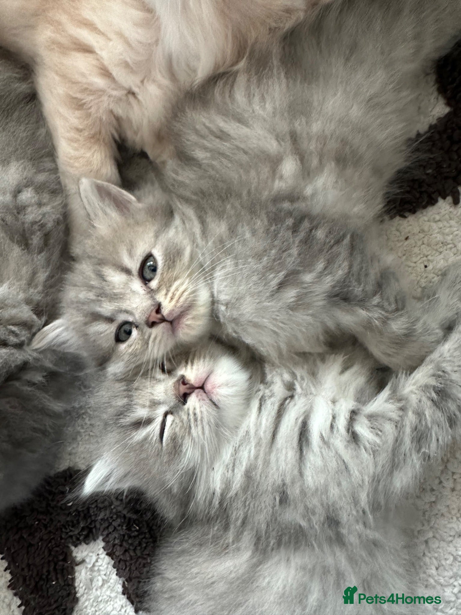 Perdoll cats Persian babies  - Advert 1