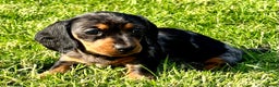 Miniature Dachshund dogs for stud: STUNNING PROVEN KC SILVER DAPPLE  - Advert 8
