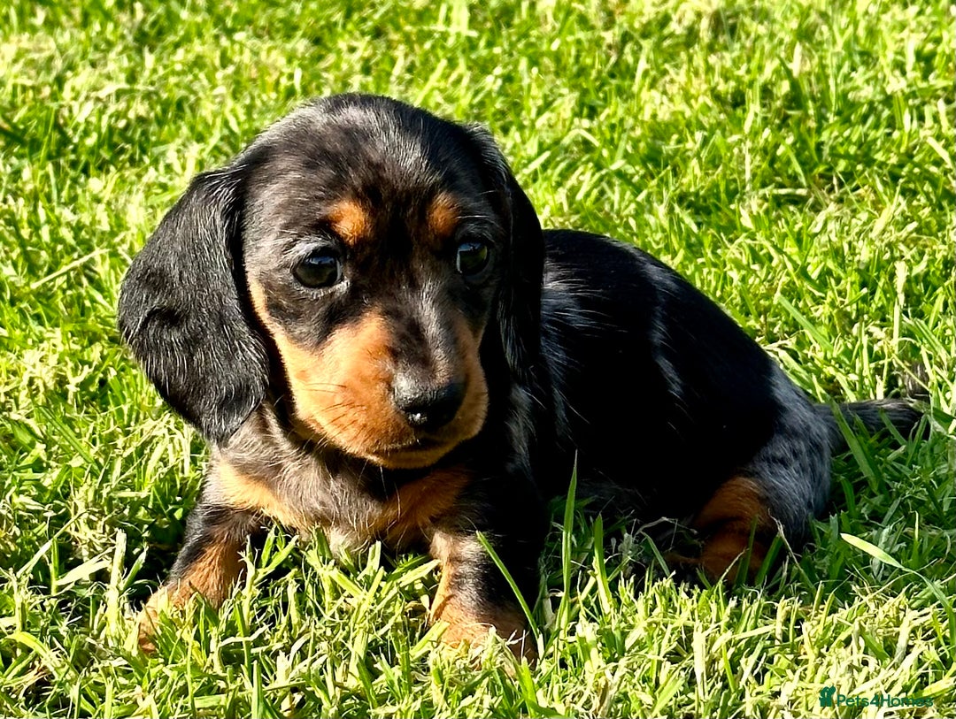 Miniature Dachshund dogs for stud: STUNNING PROVEN KC SILVER DAPPLE  - Advert 8