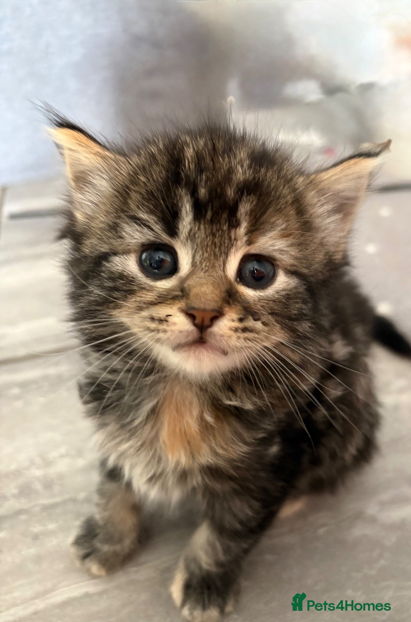 Mixed Breed cats  Stunning, Friendly & Confident Kittens - Advert 2