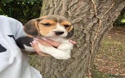 Beagle dogs for sale: BEAUTIFUL KC REG BEAGLES  - Image 15