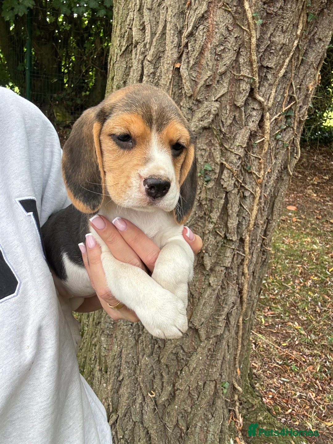 Beagle dogs for sale: BEAUTIFUL KC REG BEAGLES  - Image 15