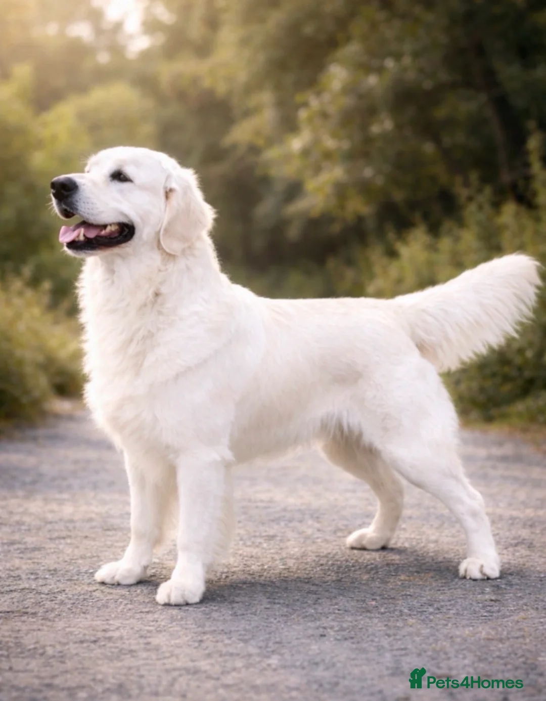 Golden Retriever dogs for stud: Ultimate Cream proven stud  - Advert 1