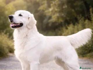 Golden Retriever dogs Ultimate Cream proven stud - Advert 1