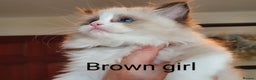 Ragdoll cats for sale: Ragdoll kittens GCCF registered ONE GIRL LEFT £995 - Advert 5
