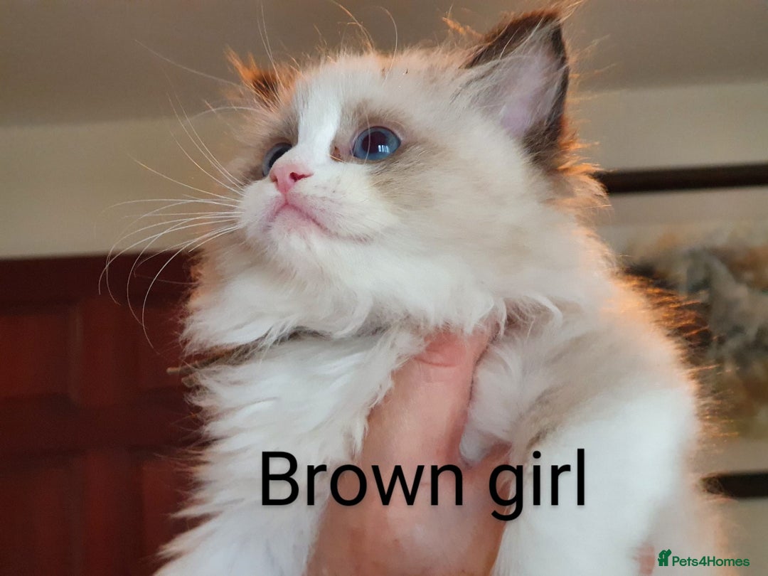 Ragdoll cats for sale: Ragdoll kittens GCCF registered ONE GIRL LEFT £995 - Advert 5