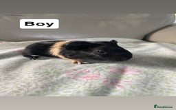 Guinea Pig rodents for sale: Guniea pigs ready to be reserved!  - Image 3