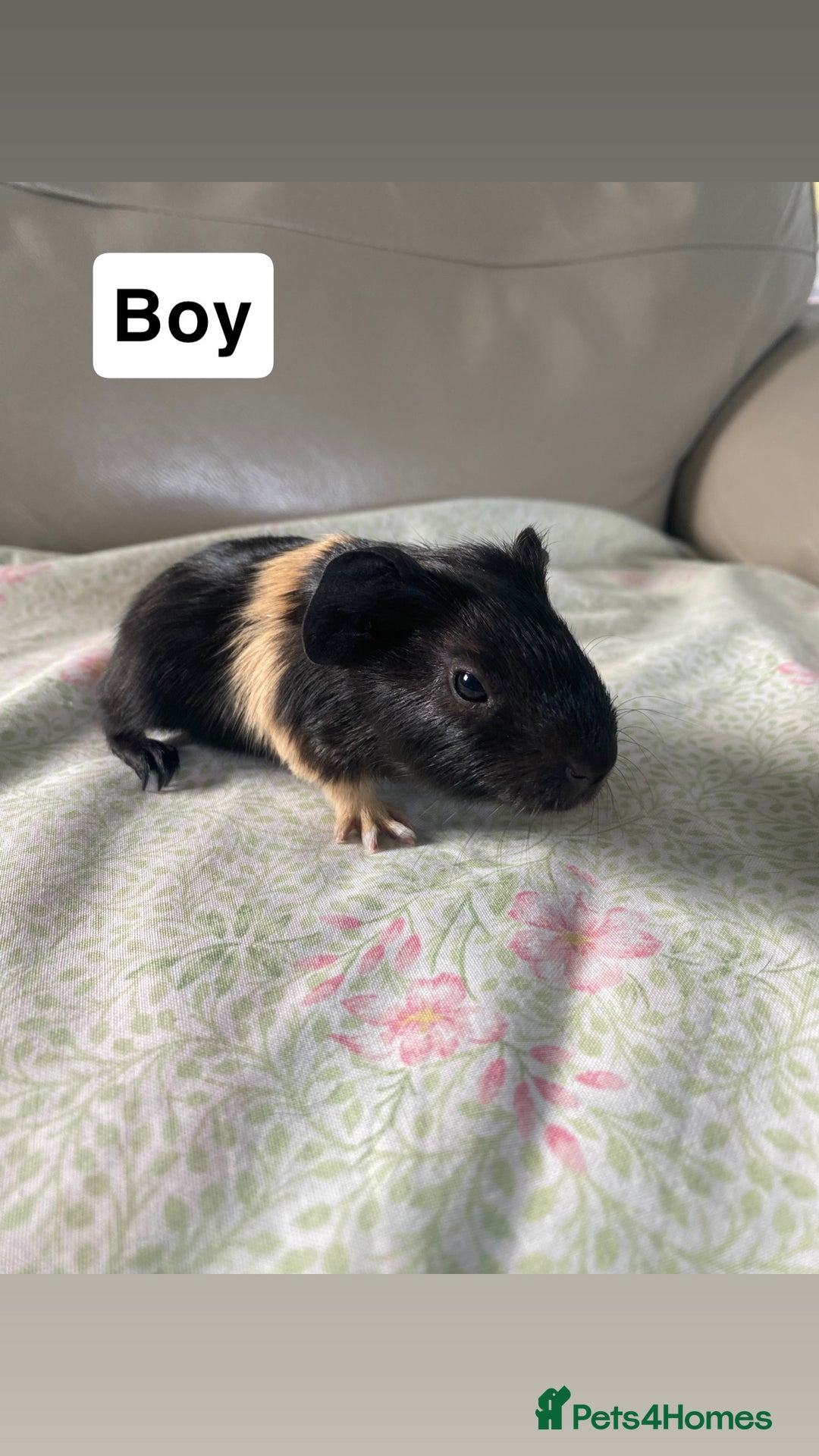 Guinea Pig rodents for sale: Guniea pigs ready to be reserved!  - Image 3