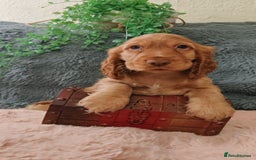Cocker Spaniel dogs for sale: 🔥LAST TWO BOYS LEFT!🔥 KC SHOW COCKER SPANIEL  - Image 12