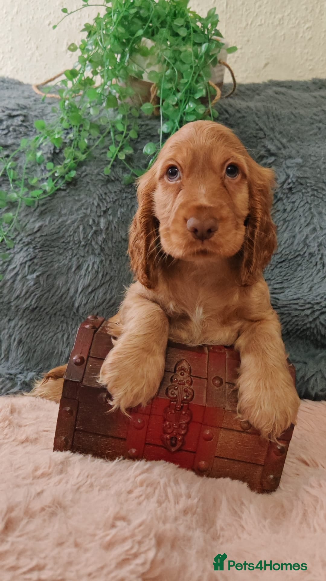 Cocker Spaniel dogs for sale: 🔥LAST TWO BOYS LEFT!🔥 KC SHOW COCKER SPANIEL  - Image 12