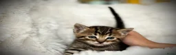 Mixed Breed cats for sale: 🐾 Beautiful Baby Kittens - Ragdoll x Bengal 🐾 - Advert 34