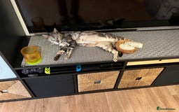 Bengal cats for sale: Half Bengal Kittens  - Image 3