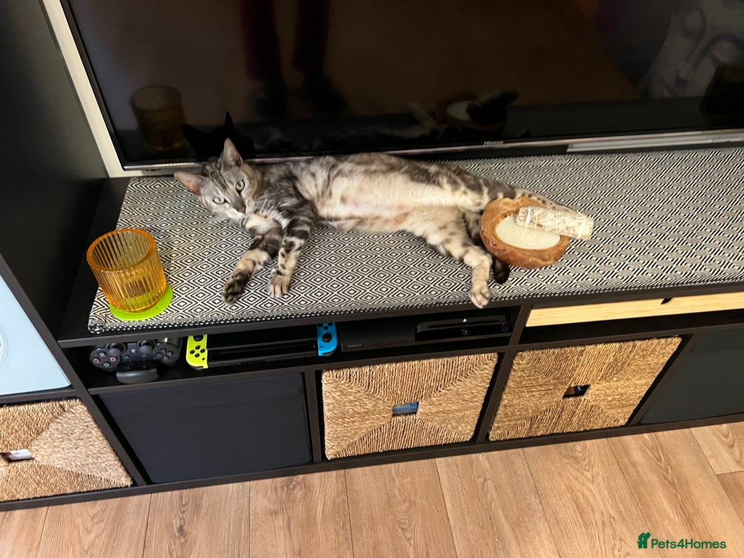 Bengal cats for sale: Half Bengal Kittens  - Image 3