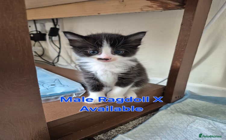 Ragdoll cats - Advert 11