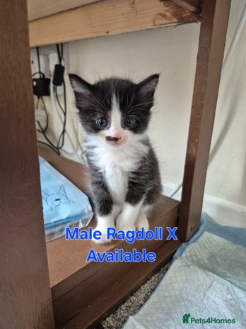 Ragdoll cats - Advert 11