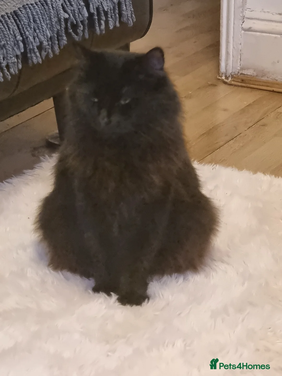 Persian cats for sale: Persian kittens for sale - Advert 2