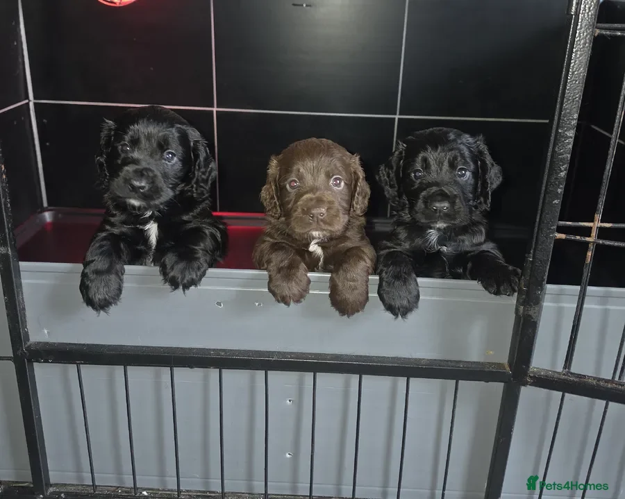 Cocker Spaniel dogs Champion Line Working Cocker Spaniel Puppies  - Advert 3