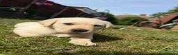 Labrador Retriever dogs for sale: (3 left) ADORABLE LABRADOR PUPPIES FOR SALE 🐾  - Advert 16