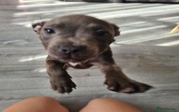 Staffordshire Bull Terrier dogs for sale: Lovely puppy  in Coventry - Image 16