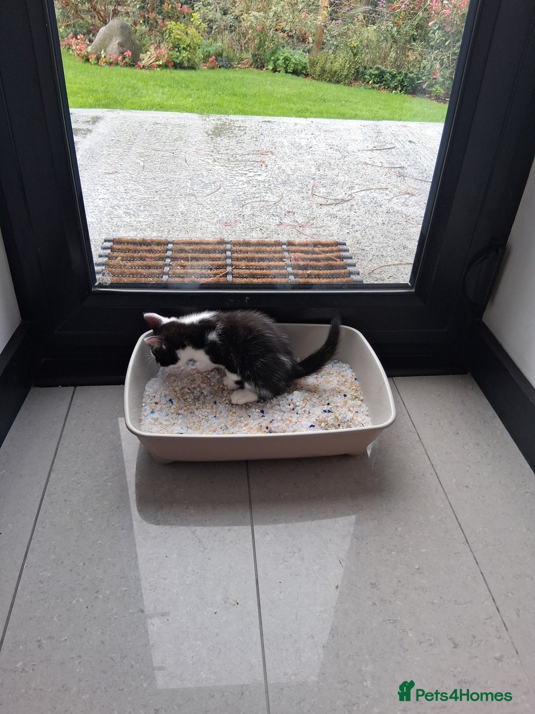 Mixed Breed cats for sale: Gorgeous Chunky Kittens  - Image 23