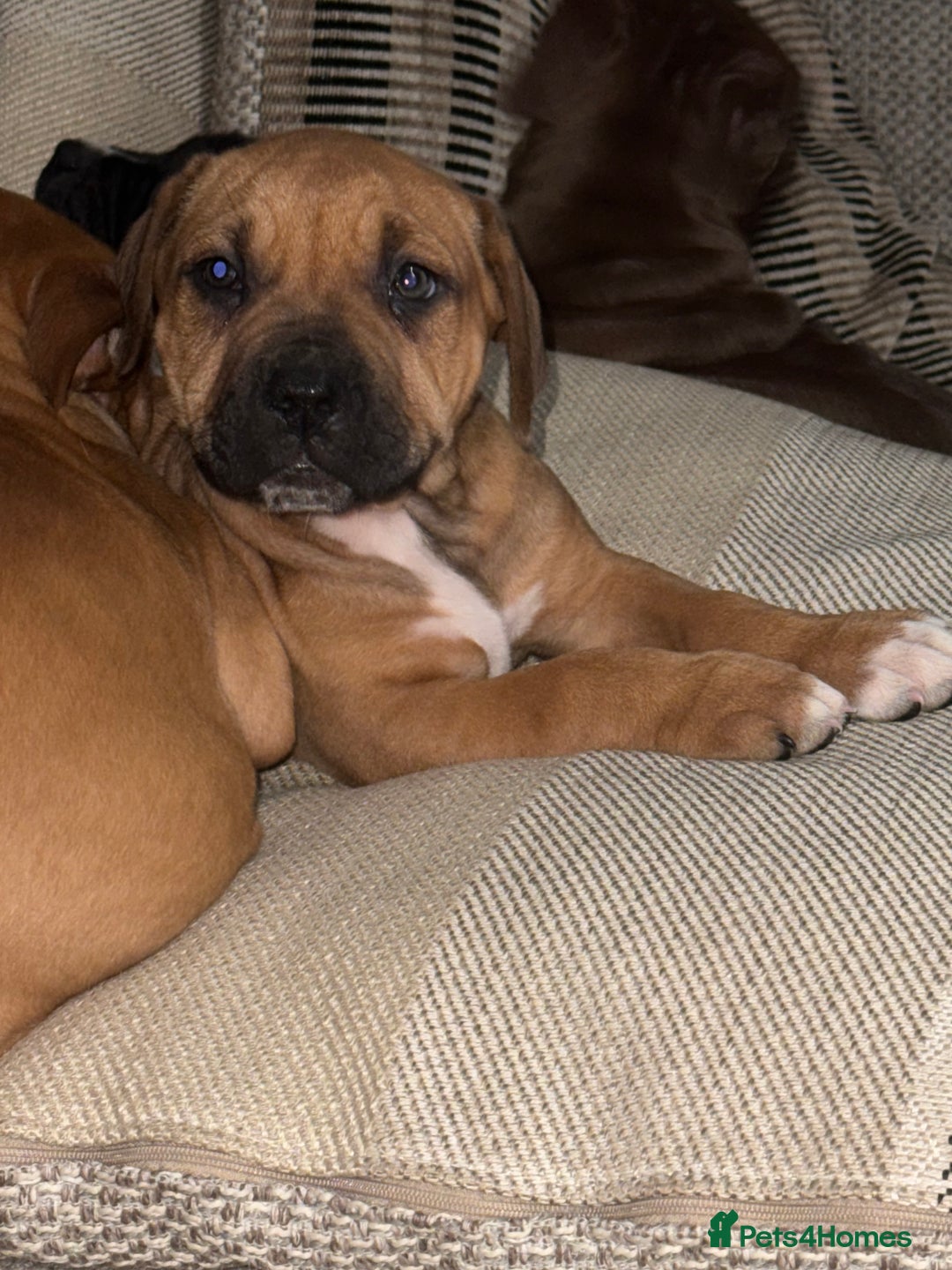 Mixed Breed dogs for sale: Ddb x cane corso - Advert 14