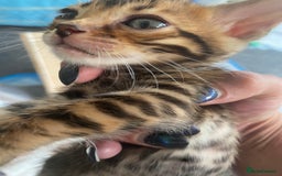 Bengal cats for sale: Absolutely beautiful pure bengals - Image 5