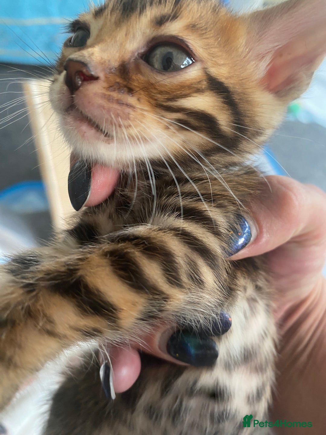 Bengal cats for sale: Absolutely beautiful pure bengals - Image 5