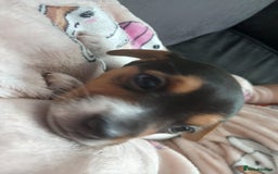 Jack Russell dogs for sale: Reduced £800! Traditional Jack Russell  - Image 5