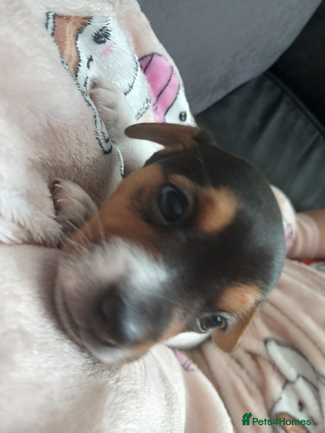 Jack Russell dogs for sale: Reduced £800! Traditional Jack Russell  - Image 5