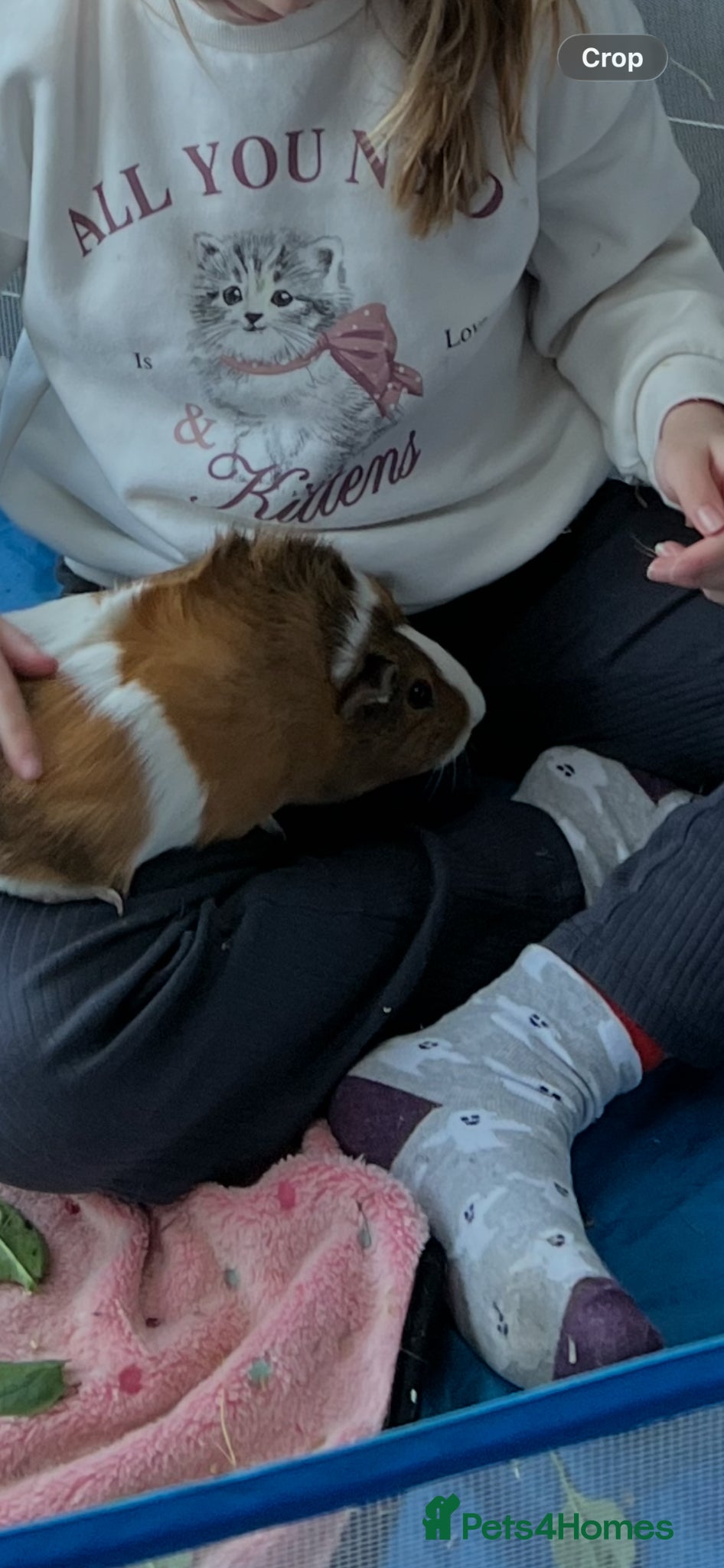 Guinea Pig rodents for sale: 2 Girl Guinea Pigs For Sale £20 For Both in Brackley - Advert 5