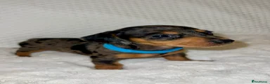 Dachshund 3