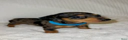 Dachshund dogs for sale: 🐾 Daxie & Chocolate’s Beautiful Puppies ! - Advert 24