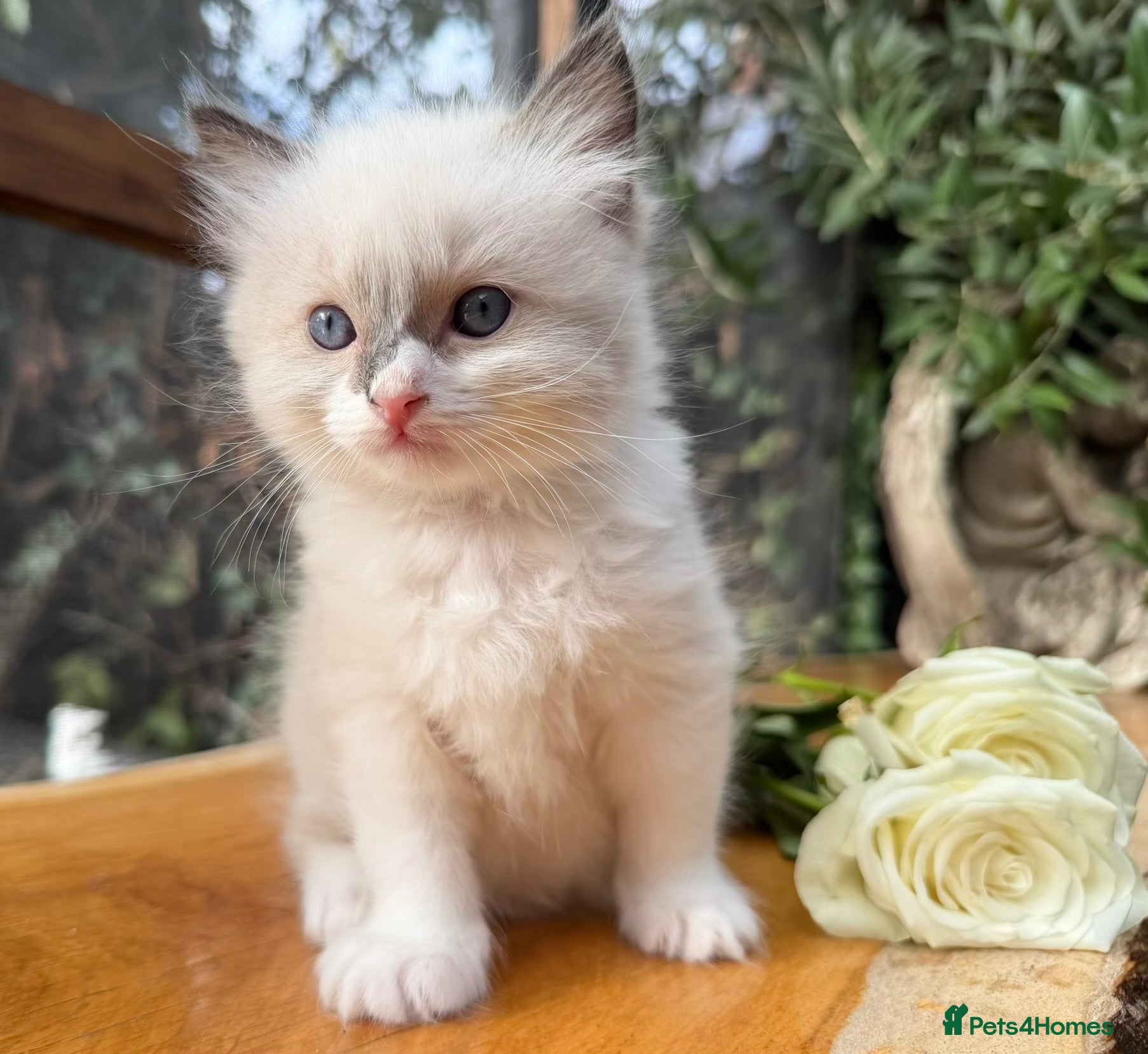 Ragdoll cats Purebred Ragdoll Kittens  - Advert 1