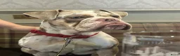Old Tyme Bulldog dogs for sale: Old tyme bulldog  in Mansfield - Advert 5