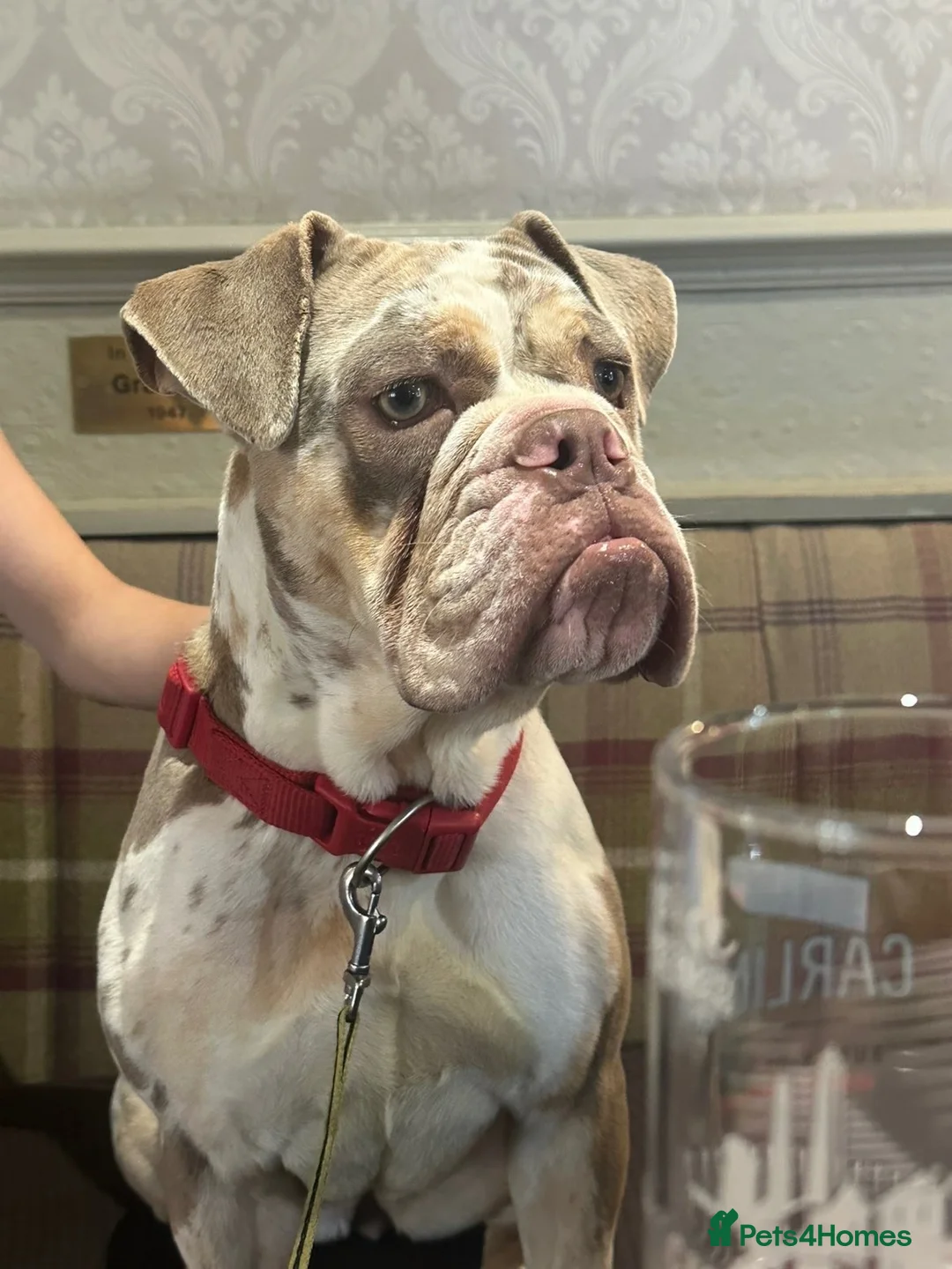 Old Tyme Bulldog dogs for sale: Old tyme bulldog  in Mansfield - Advert 5