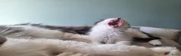 Maine Coon cats for sale: Maine Coon kittens  in Northampton - Advert 8