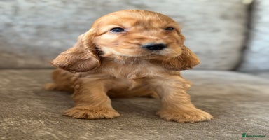 Cocker Spaniel dogs - Advert 16