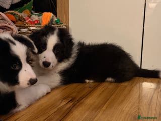 Border Collie dogs International champion show line, only 2 left - Advert 2