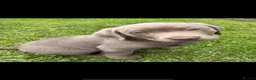 Labrador Retriever dogs for sale: Gorgeous Silver Labrador - Ready to leave!  - Advert 10
