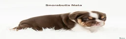 English Bulldog dogs for sale: Snorabulls Top Quality Girls - Advert 3