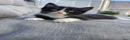 Mixed Breed cats for sale:     Cute Black & White Kitten - Advert 2