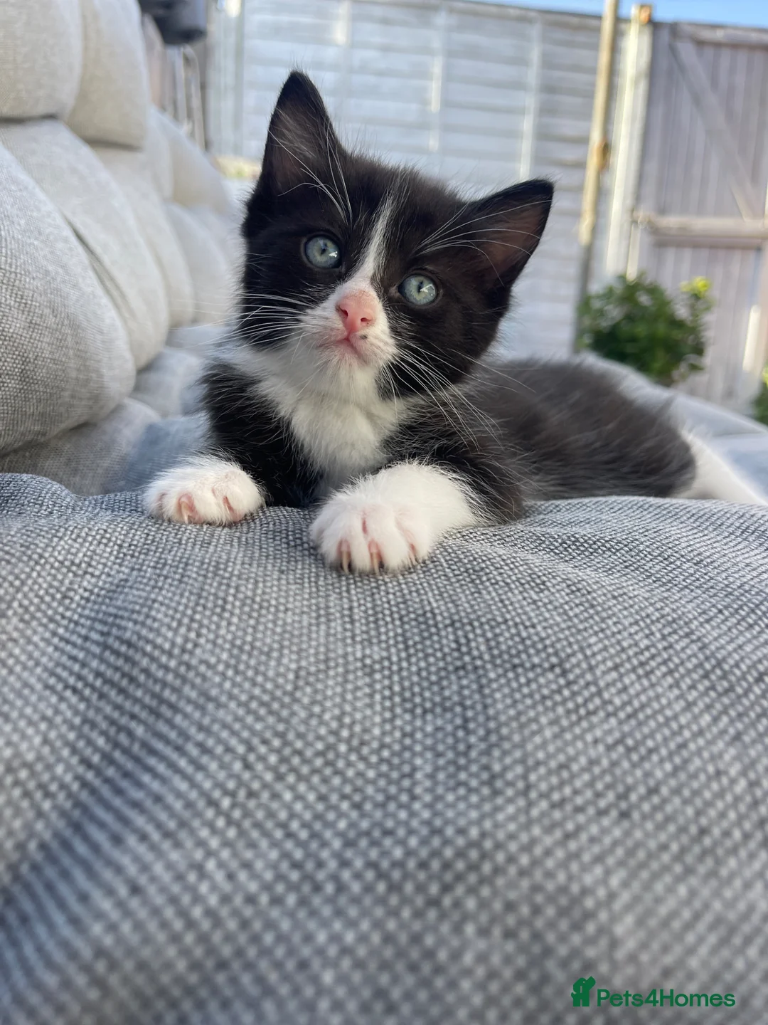 Mixed Breed cats for sale:     Cute Black & White Kitten - Advert 2