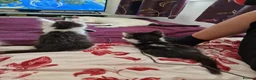 Mixed Breed cats for sale: 4 gorgeous kitten looking for their forever home - Advert 14