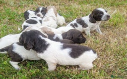 Sprocker dogs for sale: Beautiful f2 sprockers - Image 13
